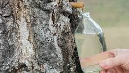 LA CURE PRINTANIERE DE SEVE DE BOULEAU